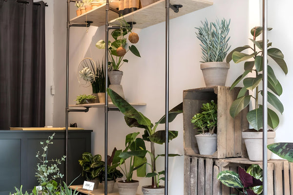 Bloom - magasin de plantes